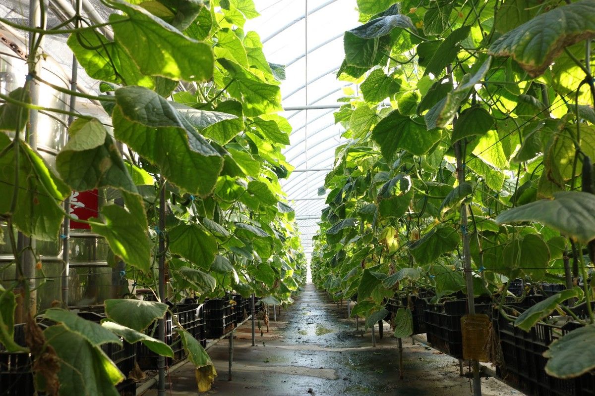 （微醺農場採用離地介質栽培法種植小黃瓜，不僅友善環境也能增加產量。來源：莊芷瑄）